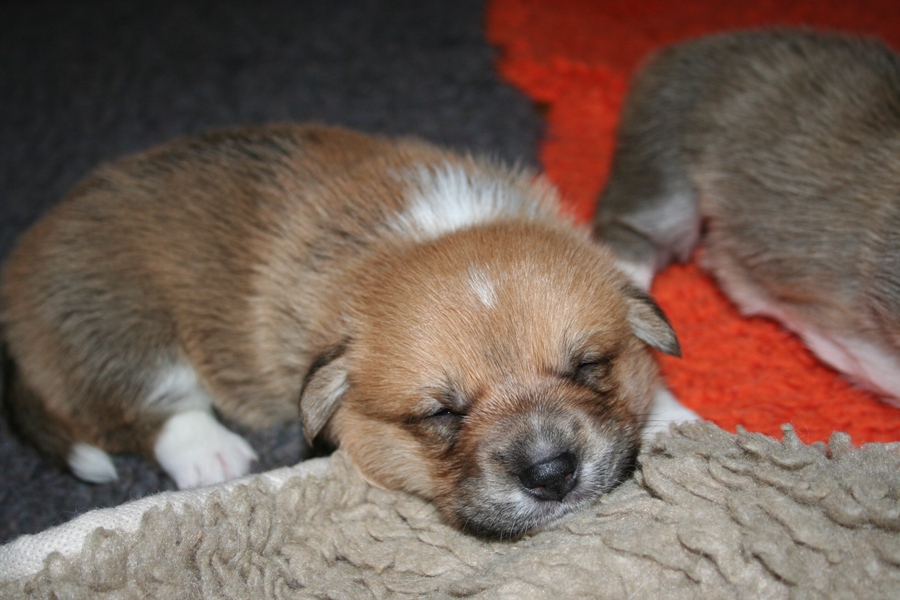 Puppies